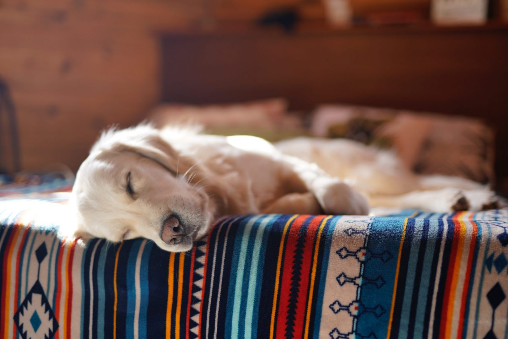 dog sleeping on a blanket